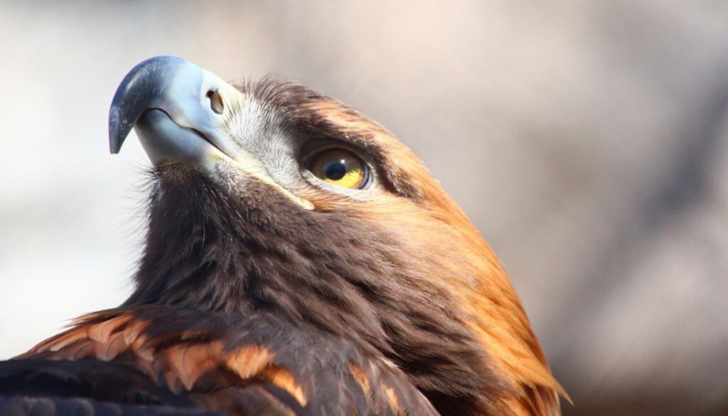 Gran Paradiso il luogo dove la natura è maestra