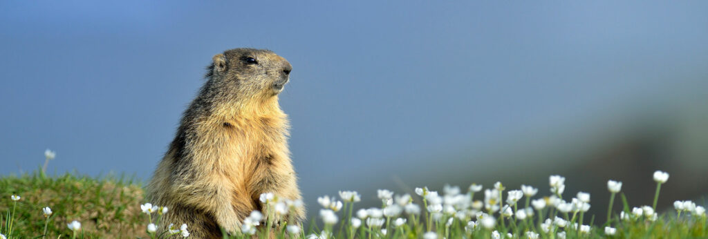 10 Esperienze da non perdere nel Gran Paradiso!